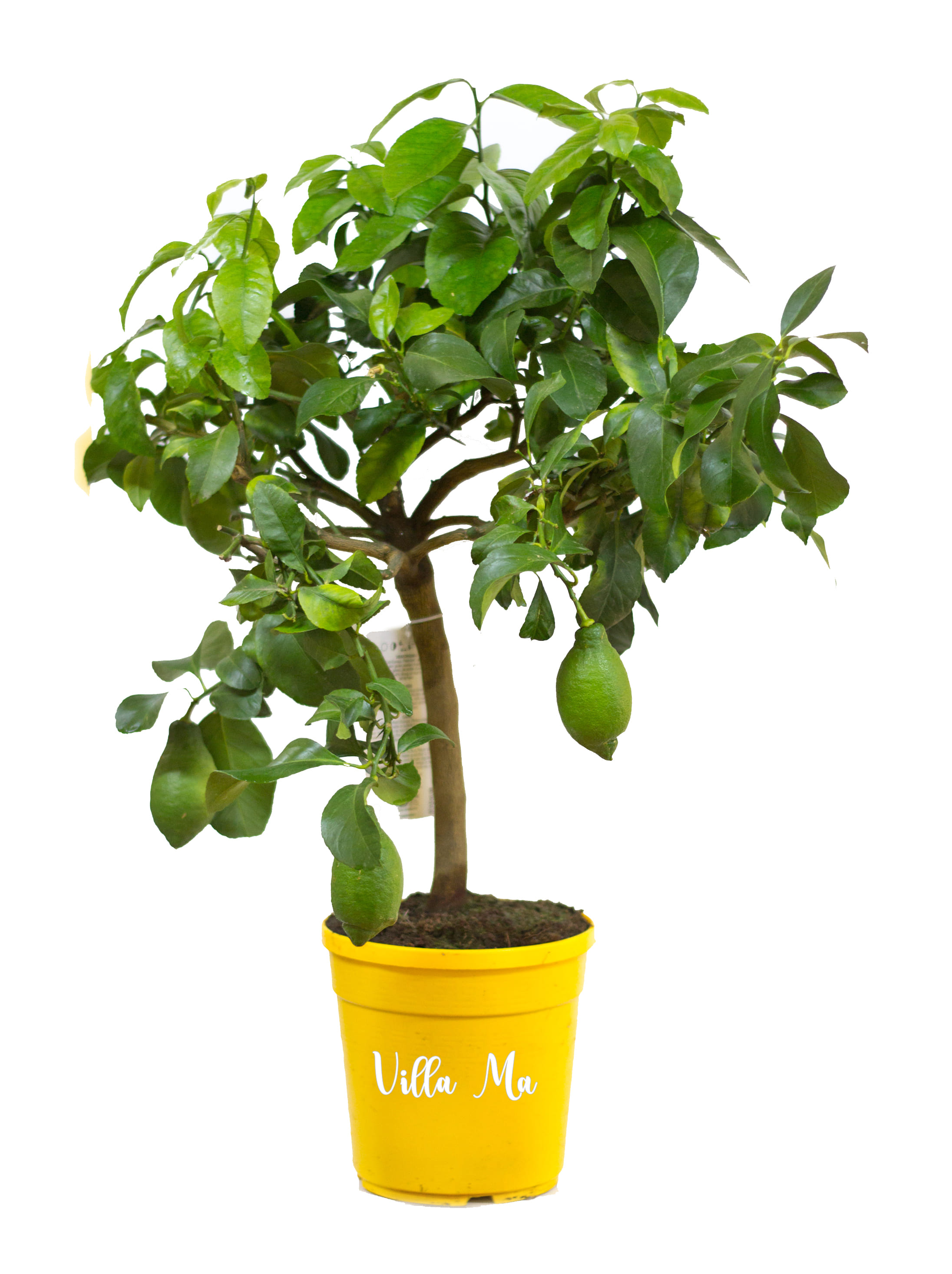 Лимон фиолетовый Адамо д19