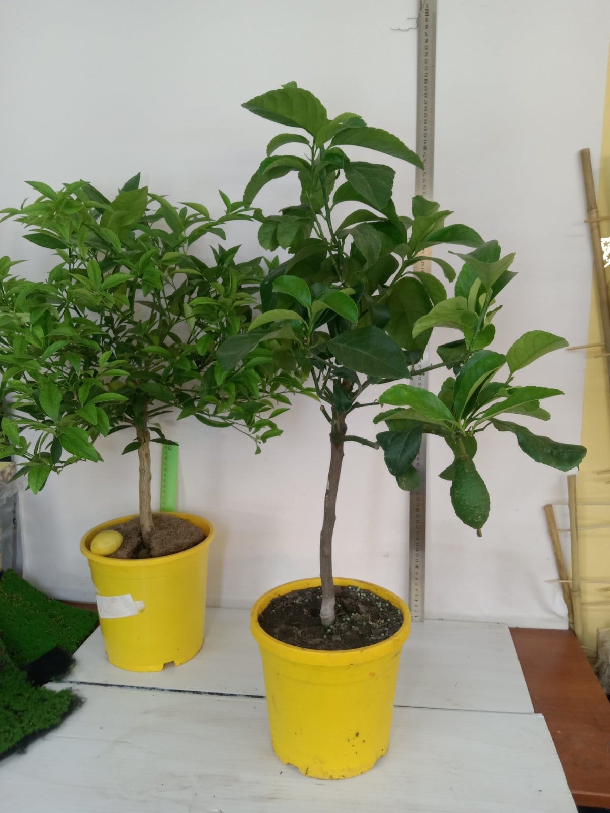 Лимон фиолетовый Адамо д19