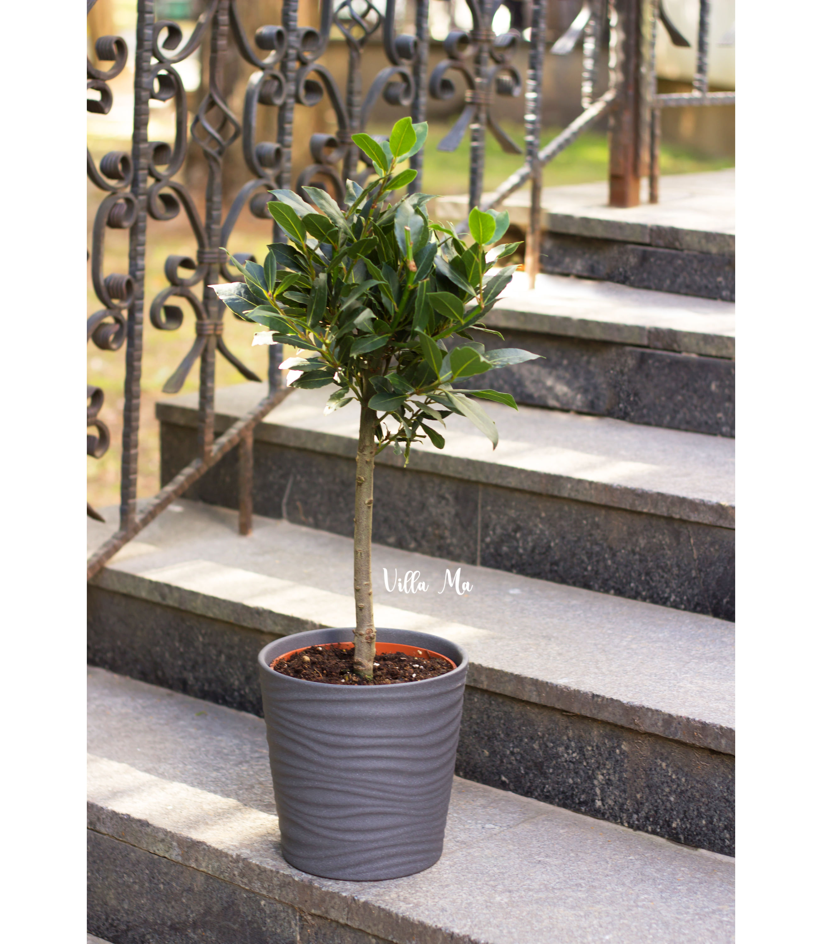 Лавр благородный на штамбе 90см искусств.