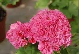 Пеларгония Оденсио Симфония густомахровая