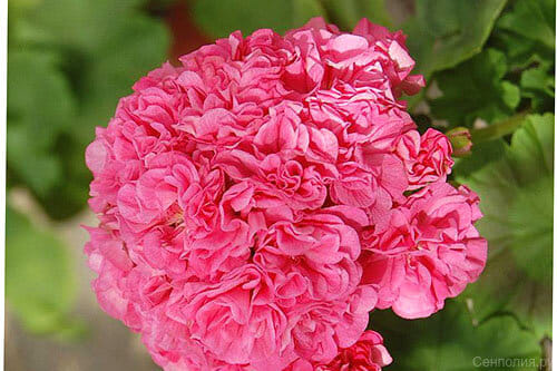 Пеларгония Оденсио Симфония густомахровая