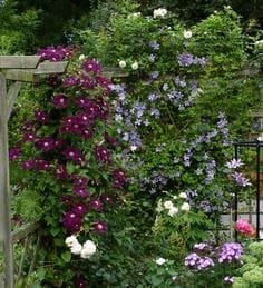 Клематис `Warszawska Nike`