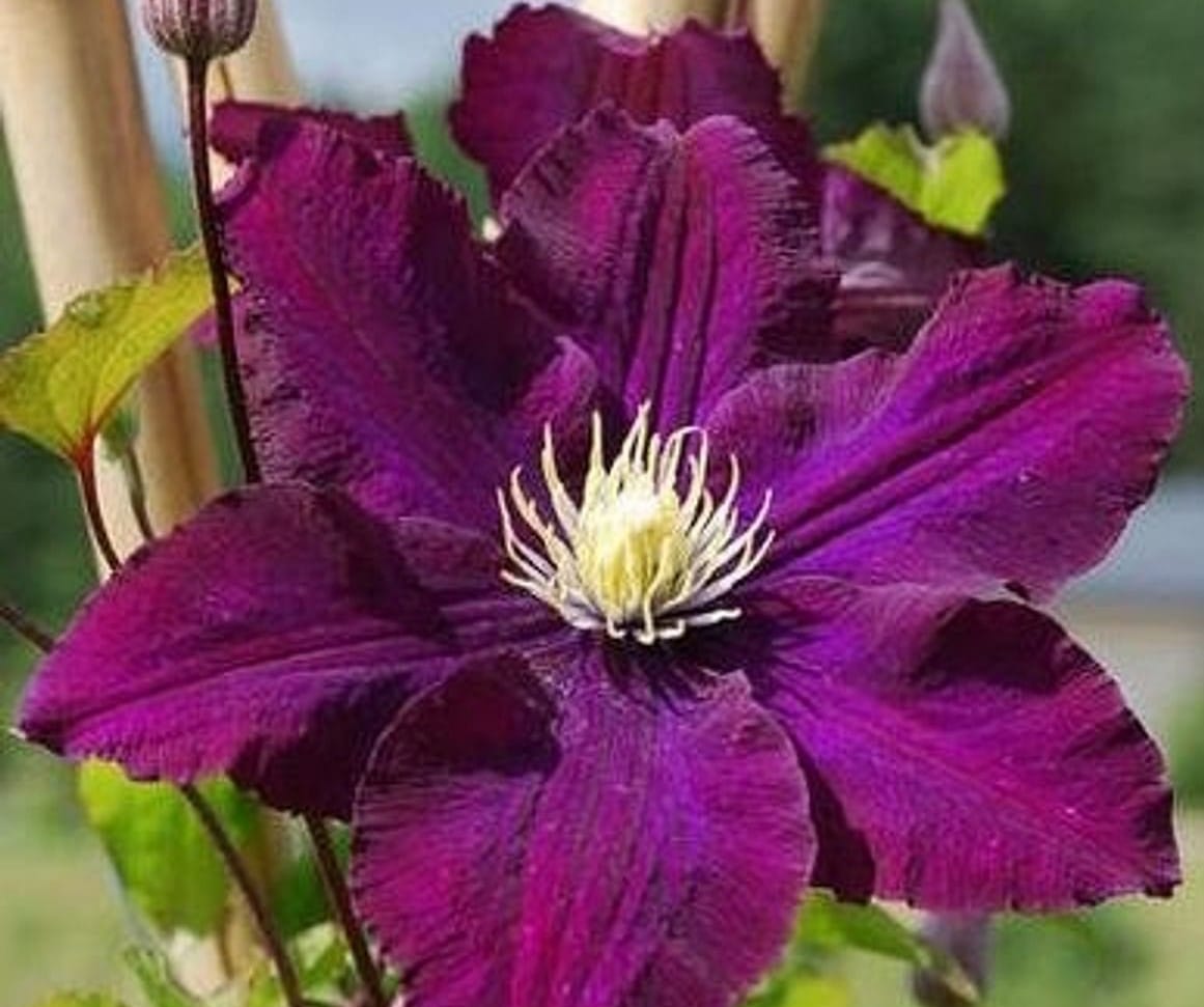 Клематис `Warszawska Nike`