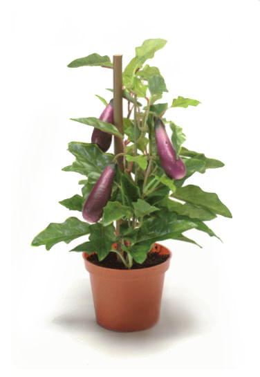 Композиция мини Баклажан с плодами в горшочке Villa Ma искусств.