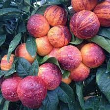 Лимон красный Аркобалено д20