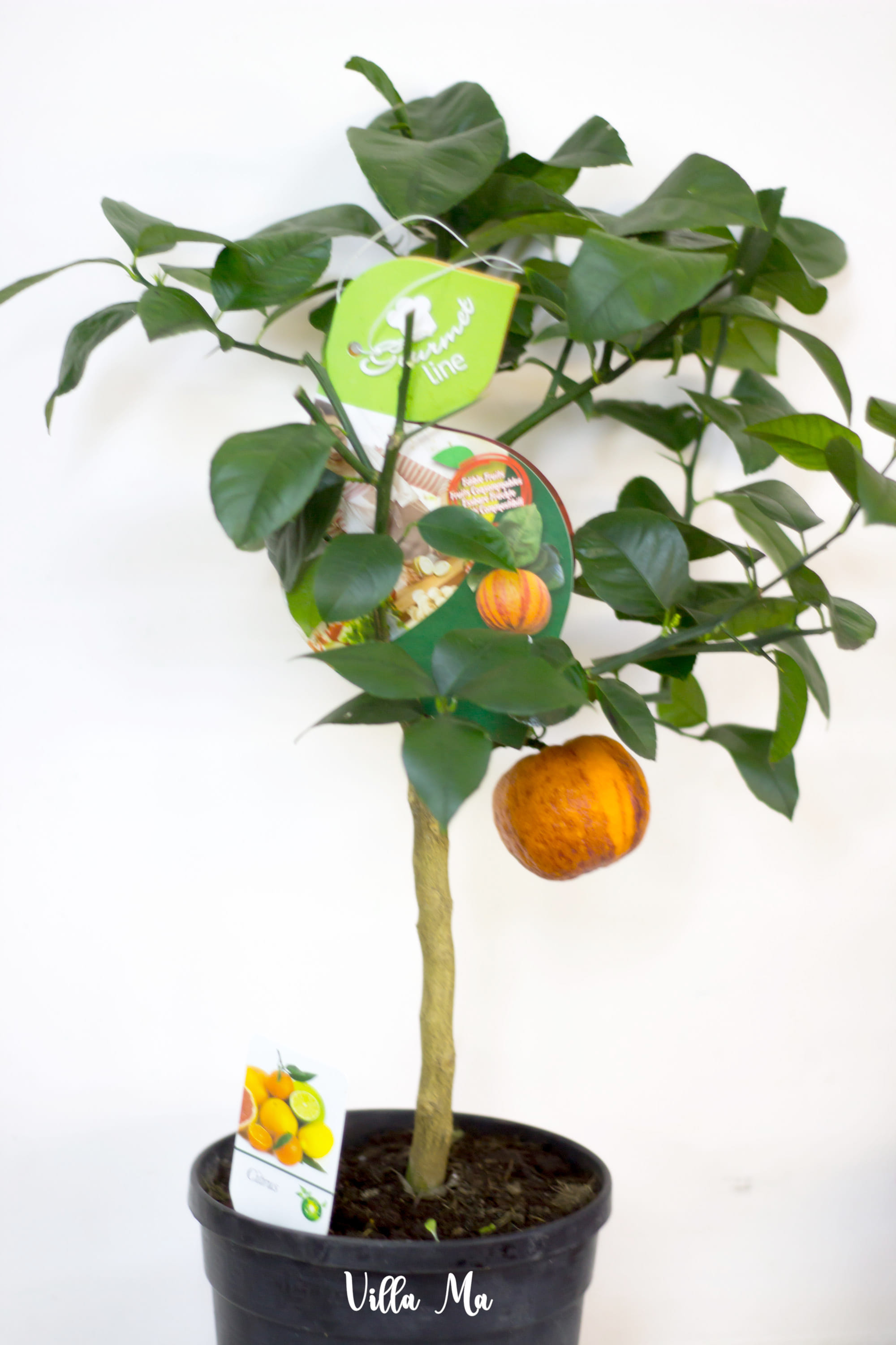 Лимон красный Аркобалено д20