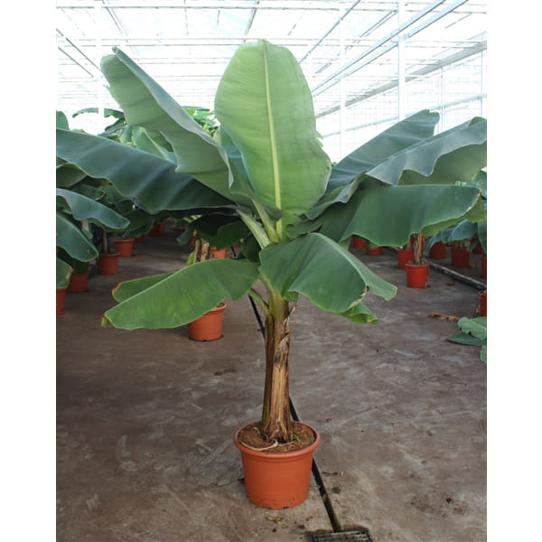 Комнатный банан суперкарлик Dwarf Cavendish