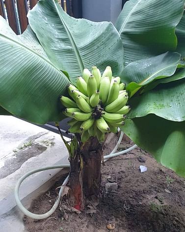 Комнатный банан суперкарлик Dwarf Cavendish