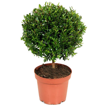 Мирт деревце на штамбе