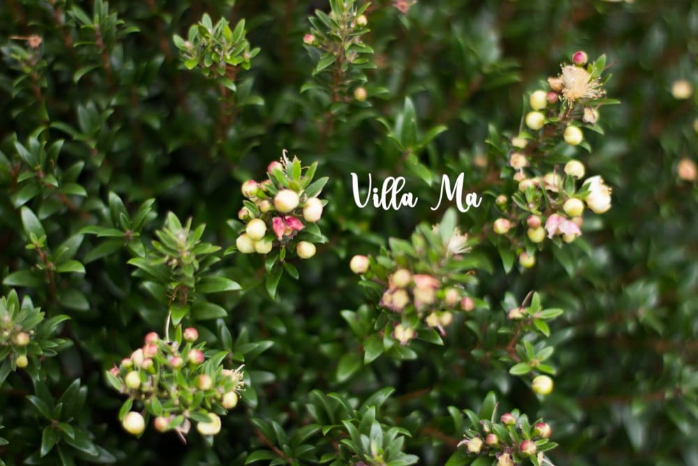 Мирт деревце на штамбе