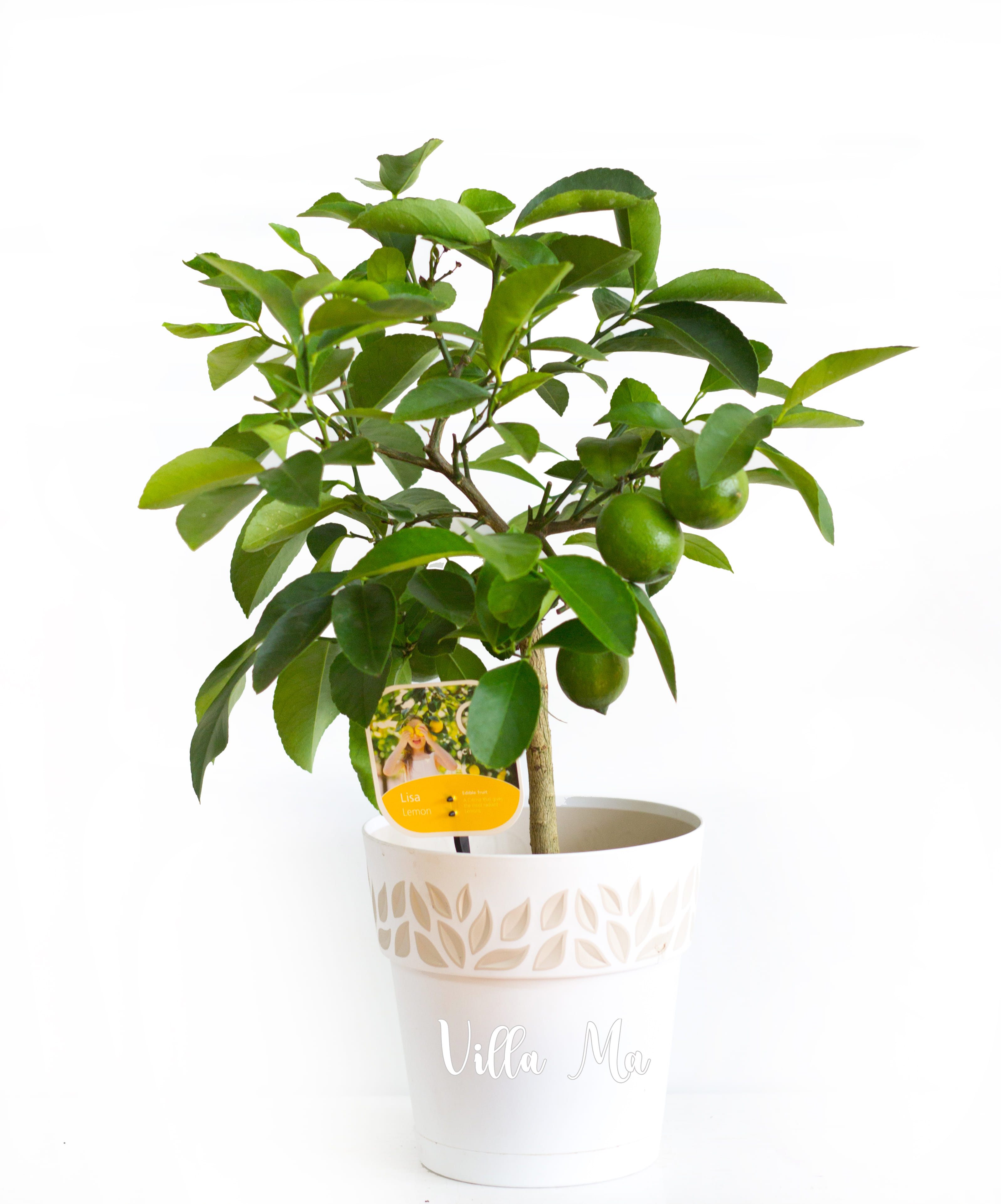 Лимон фиолетовый Адамо