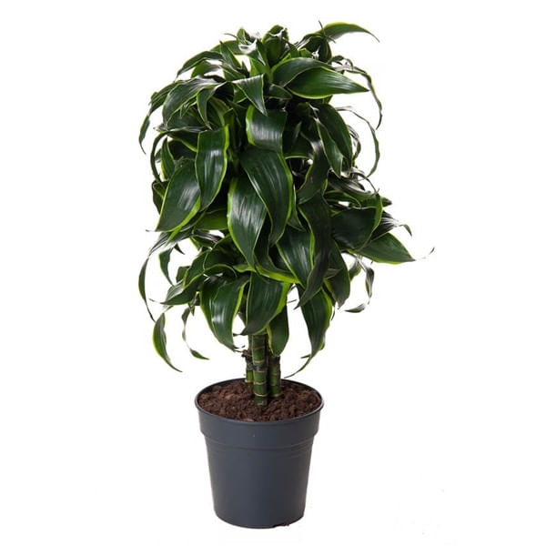 Драцена Дорадо