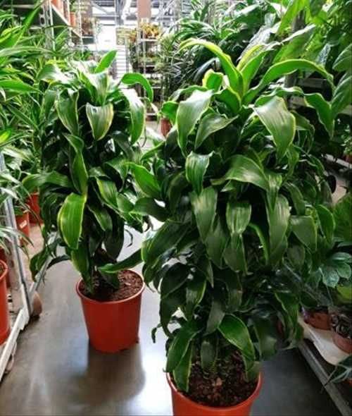 Драцена Дорадо