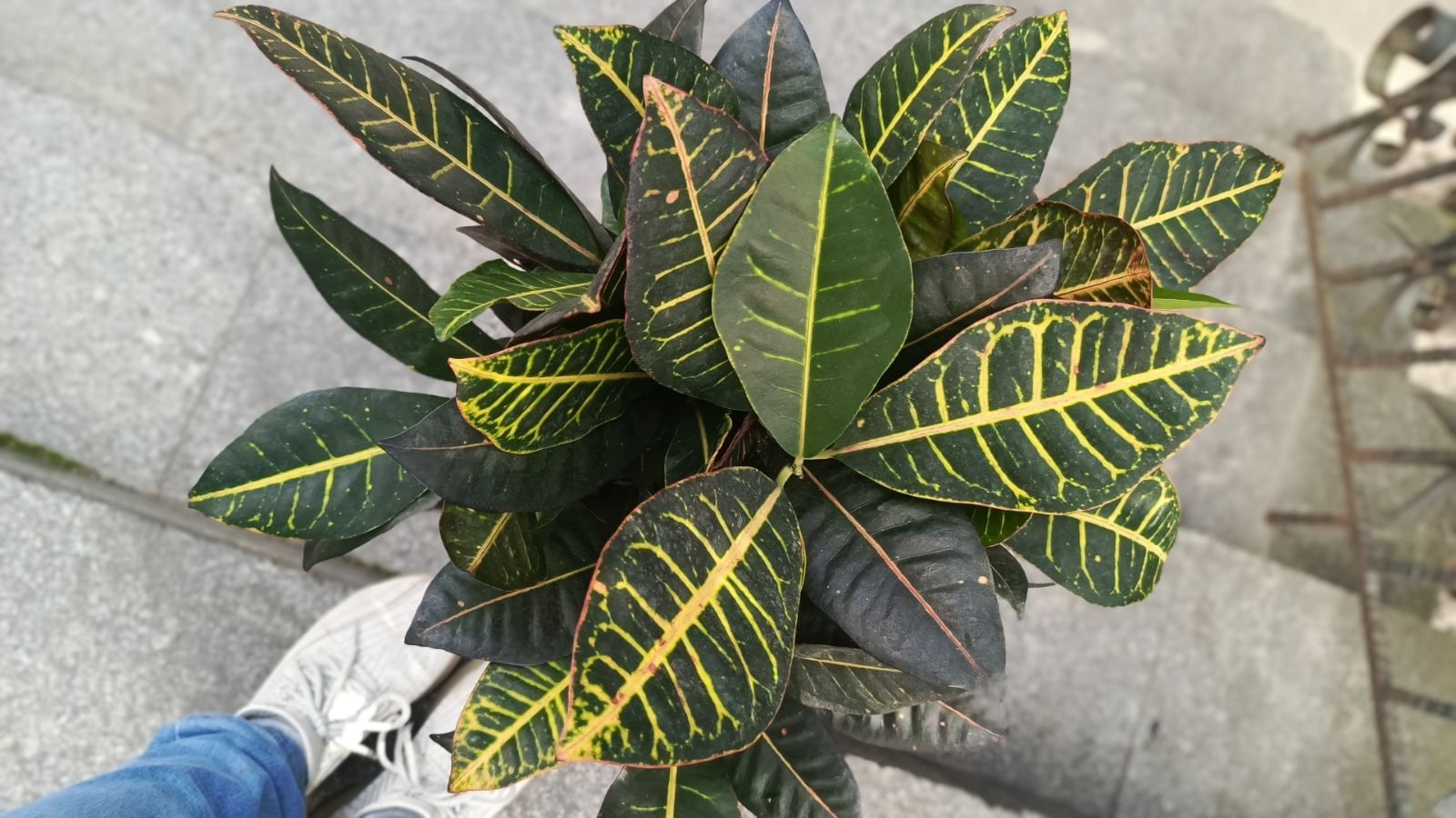 Кодиеум кротон Петра кодиум