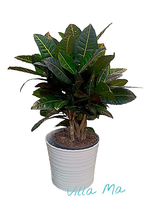 Кодиеум кротон Петра кодиум