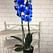 Синяя орхидея фаленопсис живой букет