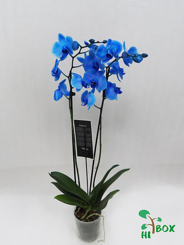 Синяя орхидея фаленопсис живой букет
