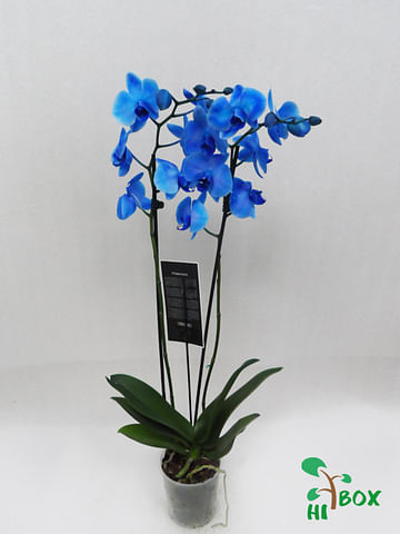 Синяя орхидея фаленопсис