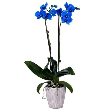 Синяя орхидея фаленопсис