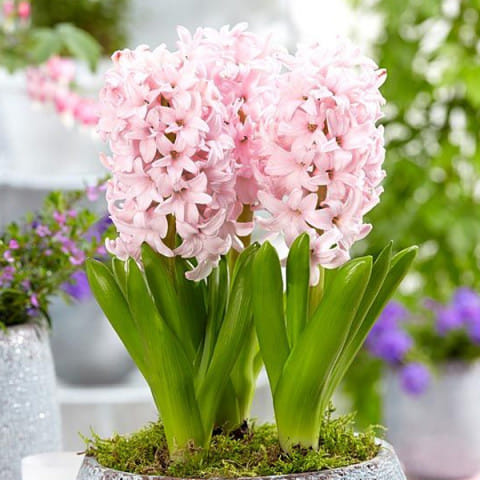 Корзина весенних гиацинтов