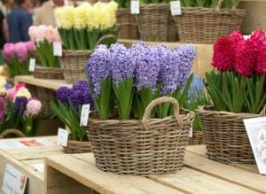 Корзина весенних гиацинтов