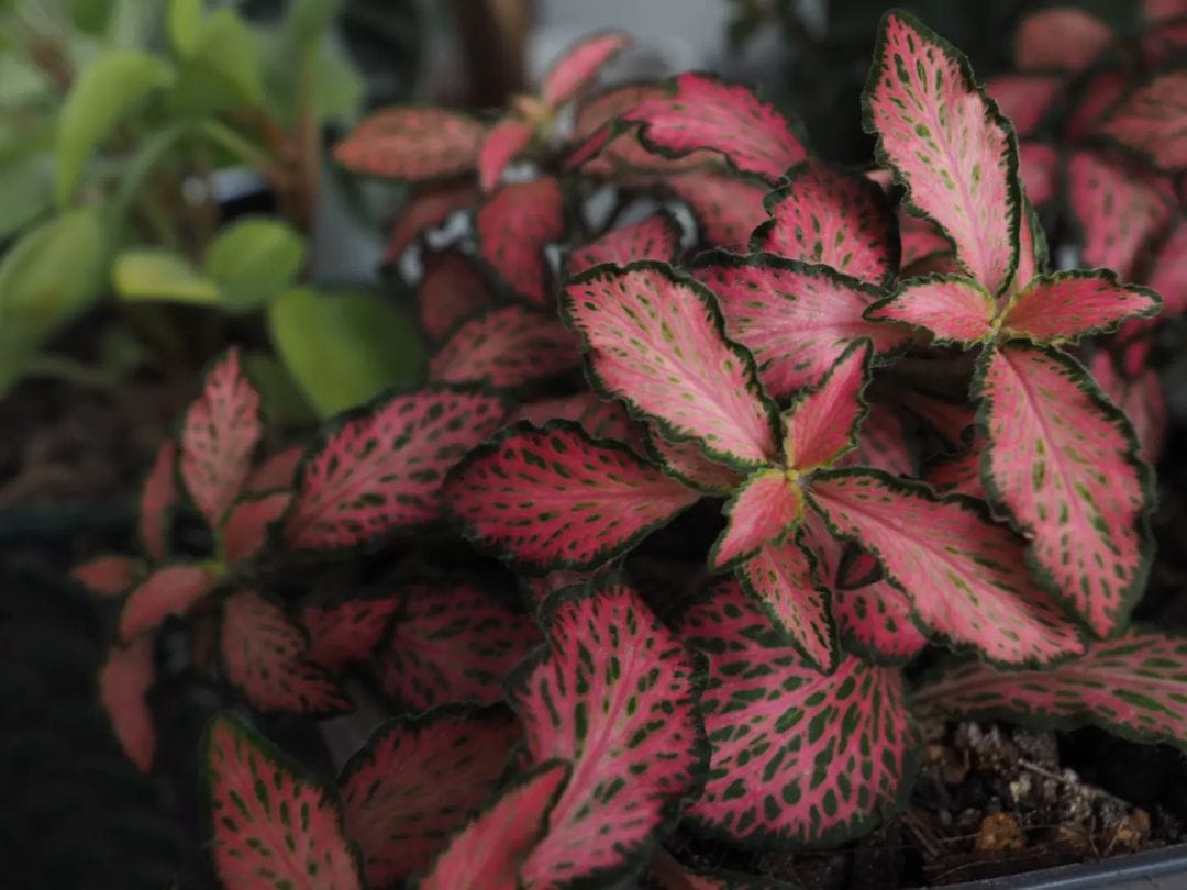 Фиттония Джосан красная