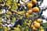 Понцирус трёхлисточковый, дикий лимон