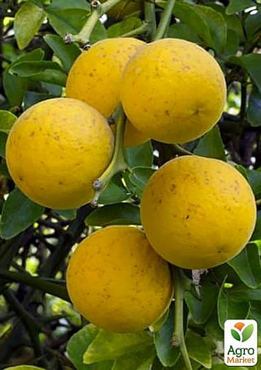 Понцирус трёхлисточковый, дикий лимон