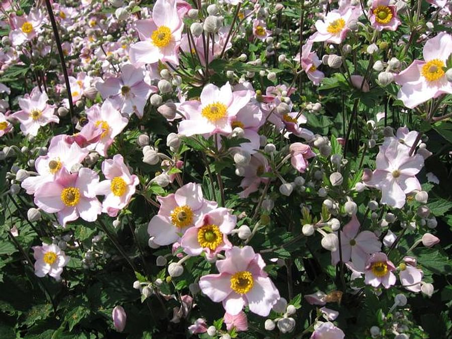 Цветок японская анемона фото и описание
