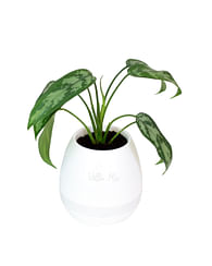 Горшок музыкальный /светильник колонка usb/ Smart Music Flowerpot Горшок музыкальный /светильник колонка usb/ Smart Music Flowerpot