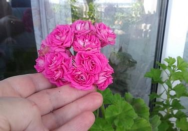 Пеларгония Лара Хармони густомахровая