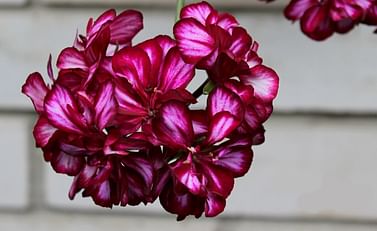 Пеларгония ампельная Бонито /фиолетово-бордовый полосатый