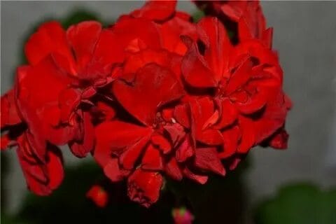 Пеларгония Мадам Бовари Villa Ma Густомахровая