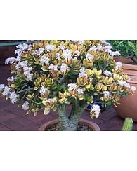 Крассула белая вариегатная ovata Крассула белая вариегатная ovata