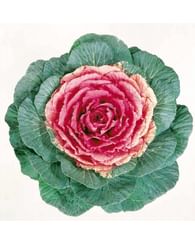 Капуста декоративная brassica паллета 6шт Капуста декоративная brassica паллета 6шт
