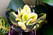 Крассула Вариегатная толстянка - Цветок лотоса