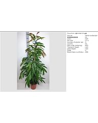 Али Амстел Кинг 160 см Фикус Али Амстел Кинг 160 см Фикус