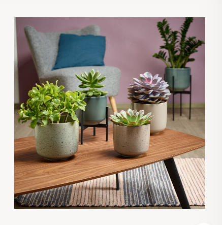 Кашпо Барри