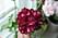 Пеларгония ампельная красно-малиновая роза "Максима биколор"