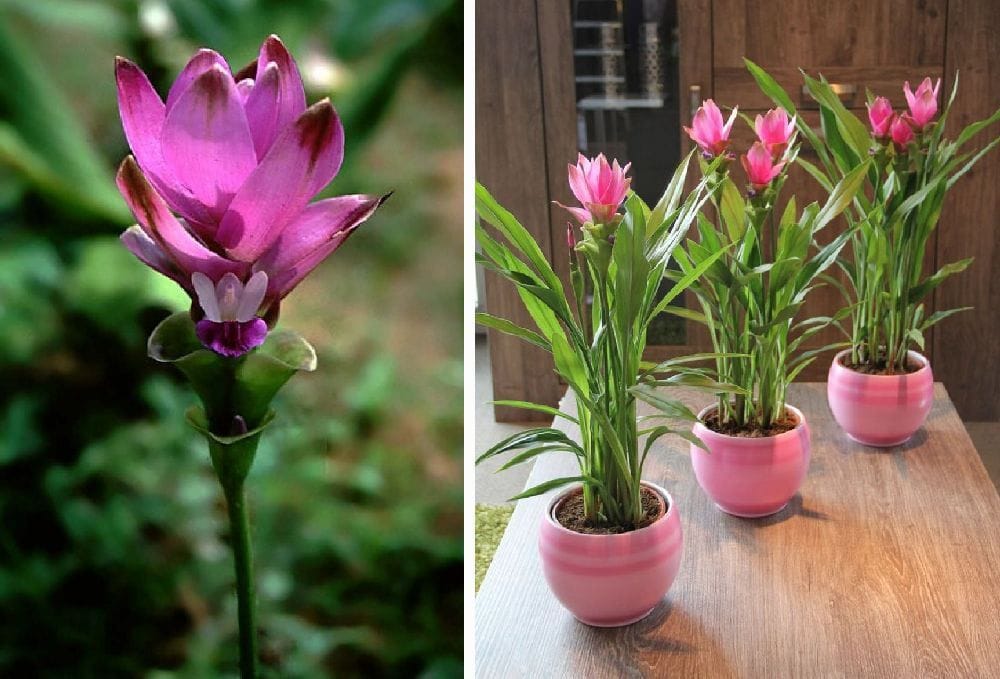 Адениум ростки. Цветок как его вырастить. Цветок как его вырастить. Цветок как его вырастить. Калла эфиопская корневищная.