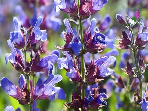 Шалфей лекарственный