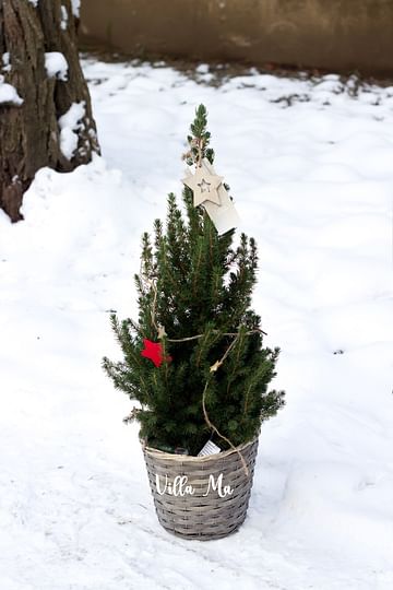 Ель Коника December в корзине с гирляндой и декором новогодняя
