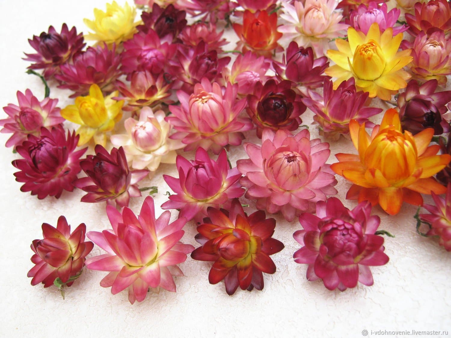 Гелихризум /сухоцветы/