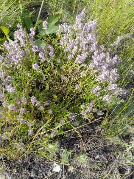 Чабрец Лимонный