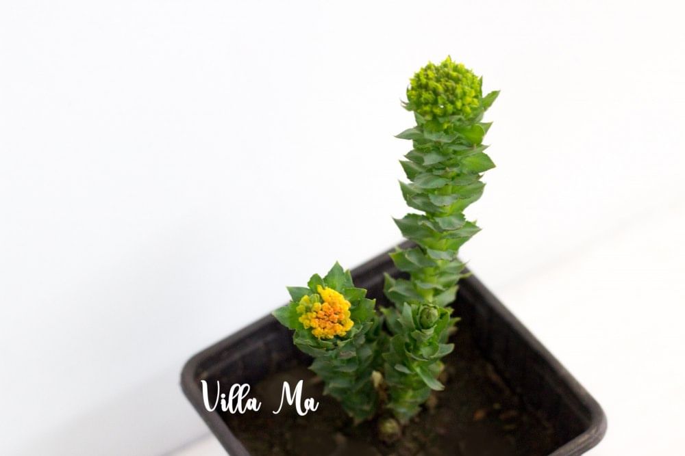 Родиола розовая лекарственная