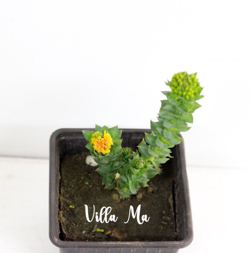 Родиола розовая лекарственная