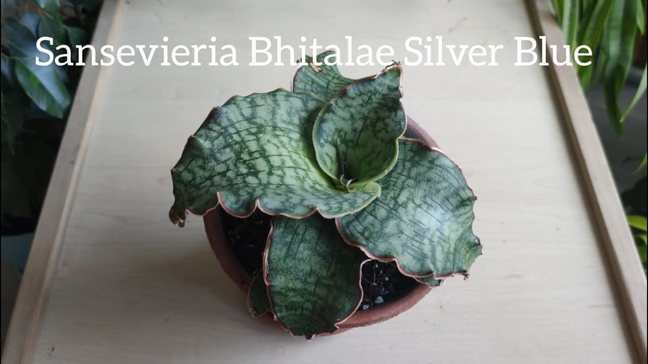 Сансевиерия МИНИ комнатная