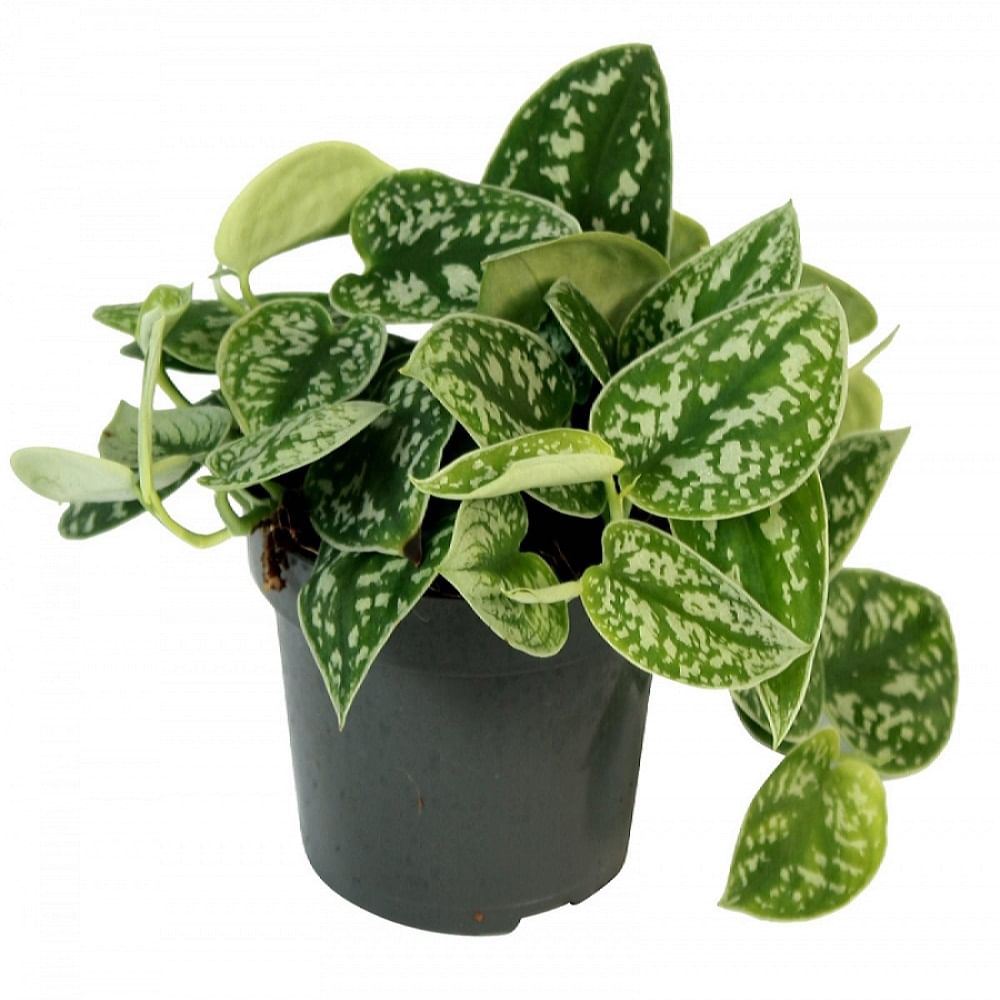 Сциндапсус пиктус расписной