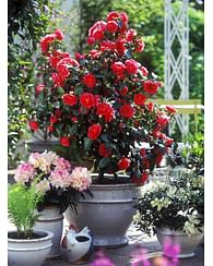 Камелия японская Доктор Кинг/ Зимняя Роза Камелия японская Доктор Кинг/ Зимняя Роза