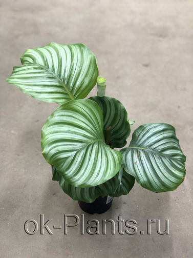 Калатея Орбифолия